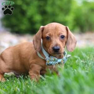 Ace, Dachshund Puppy